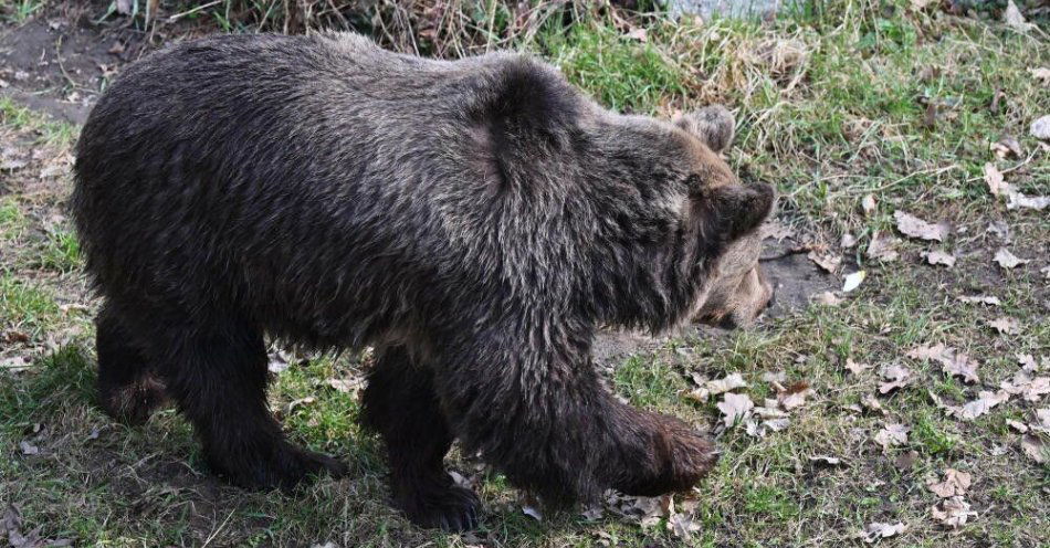 zdjęcie: Podkarpackie: atak niedźwiedzia. Nie żyje 58-letnia kobieta / Wrocław 21.03.2026
Zwiedzający oglądają niedźwiedzie brunatne z nowej kładki we wrocławskim zoo.
Fot.PAP/ Maciej Kulczyński Wrocław, 21.03.2026. Niedźwiedź brunatny widziany z nowej kładki otwartej nad wybiegiem zwierząt we wrocławskim ZOO, w ramach obchodów pierwszego dnia wiosny, 21 bm. Przebudowa, rozbudowa i remont kładki dla zwiedzających kosztowały ponad 3 miliony złotych brutto. (mr) PAP/Maciej Kulczyński