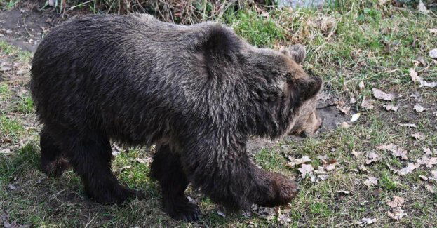 Podkarpackie: atak niedźwiedzia. Nie żyje 58-letnia kobieta