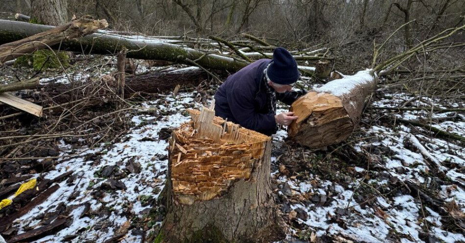 zdjęcie: Toruń: PAP dotarła do świadków nielegalnej wycinki kilkuset drzew w obszarze Natura 2000 / Toruń, 02.01.2026. Botanik z UMK dr Lucjan Rutkowski bada miejsce nielegalnej wycinki drzew w obszarze Natura 2000 w lesie łęgowym na Kępie Bazarowej w Toruniu, 2 bm. Wycinki kilkuset drzew na powierzchni blisko 1,3 ha dokonano siekierami. Sprawców poszukuje policja. (jm) PAP/Tomasz Węcławski ***Do tego materiału zdjęciowego dostępna jest również depesza w systemie CSI, pt.: Toruń/ Miasto zgłosiło na policję nielegalną wycinkę kilkuset drzew w obszarze Natura 2000***