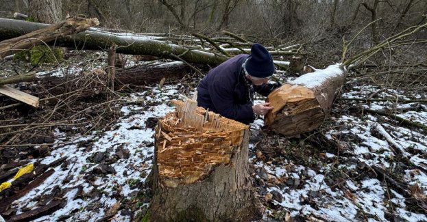 Toruń: PAP dotarła do świadków nielegalnej wycinki kilkuset drzew w obszarze Natura 2000