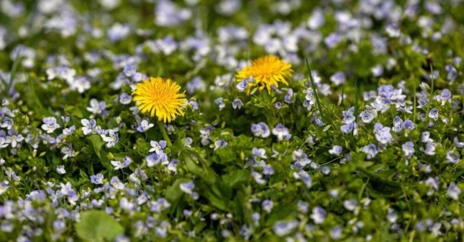 zdjęcie: IMGW: w majówkę pogoda zmienna i raczej chłodna / Hołubla, 13.04.2026. Mniszek lekarski (Taraxacum officinale) w Hołubli, 13 bm. Według meteorologów przed nami dłuższy okres z temperaturami dochodzącymi nawet do 20 st. C. Świat fauny i flory budzi się do życia. (dd/mr) PAP/Darek Delmanowicz