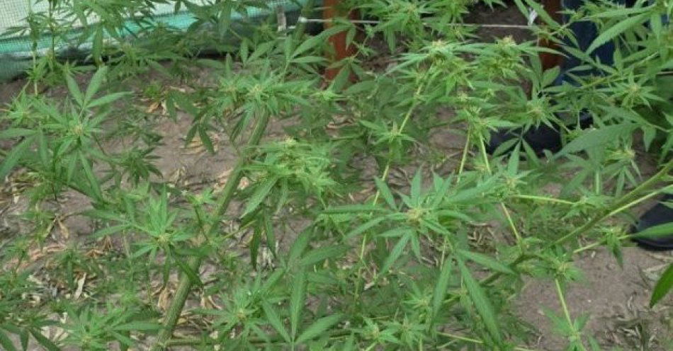 zdjęcie: Policja z Kietrza zlikwidowała szklarnię z konopiami / fot. KPP Głubczyce