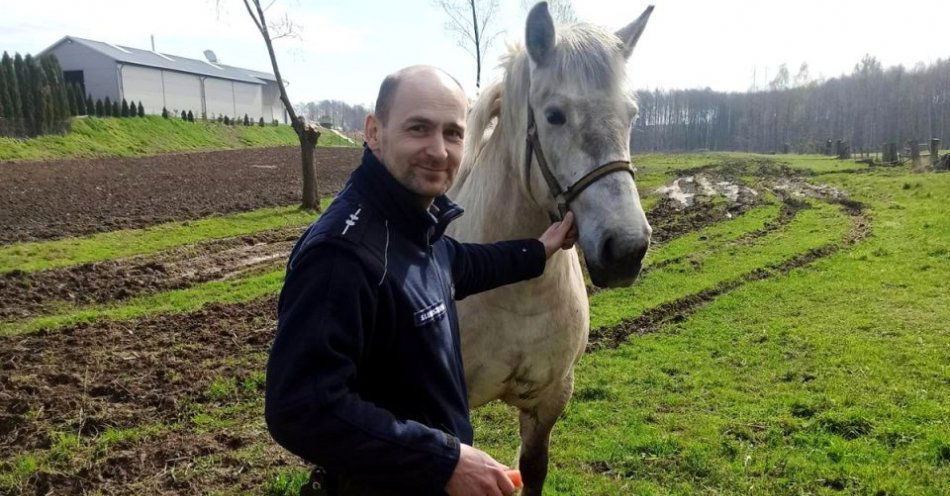 zdjęcie: Nietypowa interwencja policjantów. Schwytali konia i przekazali właścicielowi / fot. KPP w Iławie