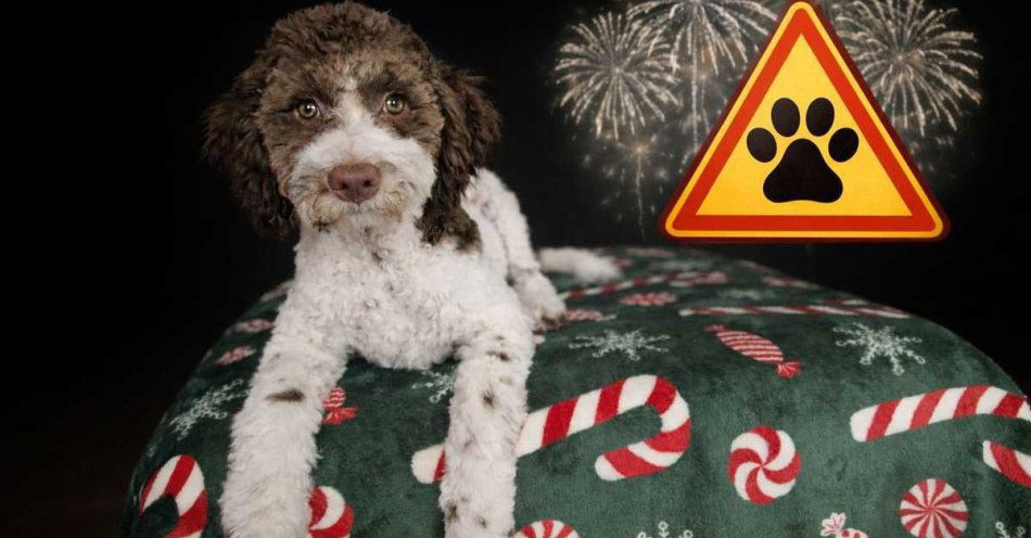 zdjęcie: Zadbaj o zwierzęta w sylwestrową noc / fot. KPP w Przasnyszu