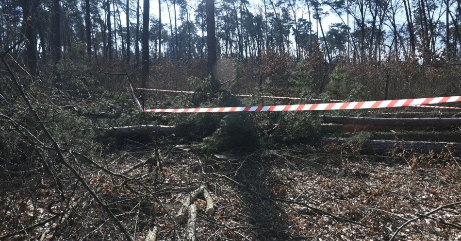 zdjęcie: Śmiertelny wypadek przy wycince drzew w gminie Rejowiec / fot. KMP Chełm