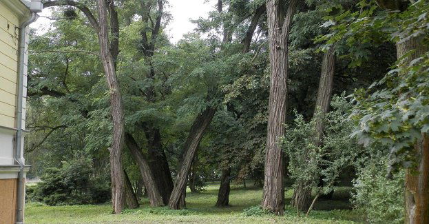 Majowe Serce Miasta 2026: dwa dni koncertów w Aleksandrowie Kujawskim