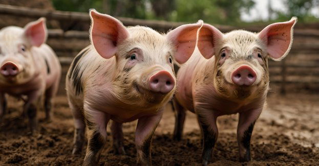 Drugie ognisko ASF w Polsce w tym roku - w gospodarstwie w pow. bialskim