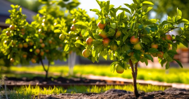 W dzielnicy Trynek powstanie pierwszy miejski sad
