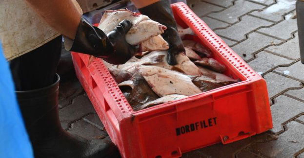 Stwierdzono 5 przypadków podejrzenia choroby Zalewu Wiślanego