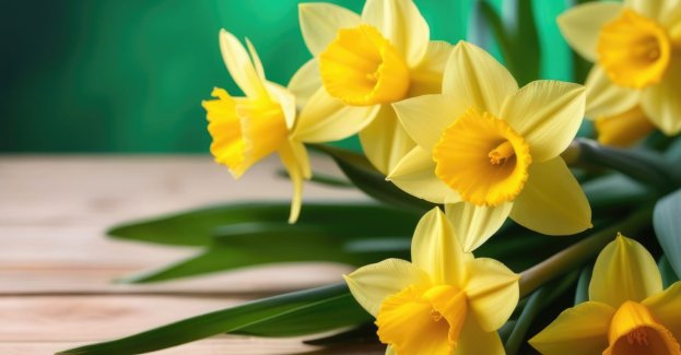 Akcja Żonkile 2026 w Pińczowie. Cztery dni upamiętnienia i refleksji