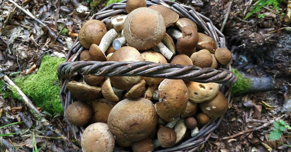 zdjęcie: Podczas grzybobrania nie zapominajmy o własnym bezpieczeństwie / pixabay/4429693