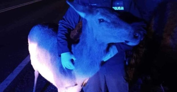 Jesienne migracje zwierzyny zwiększają zagrożenie na drogach