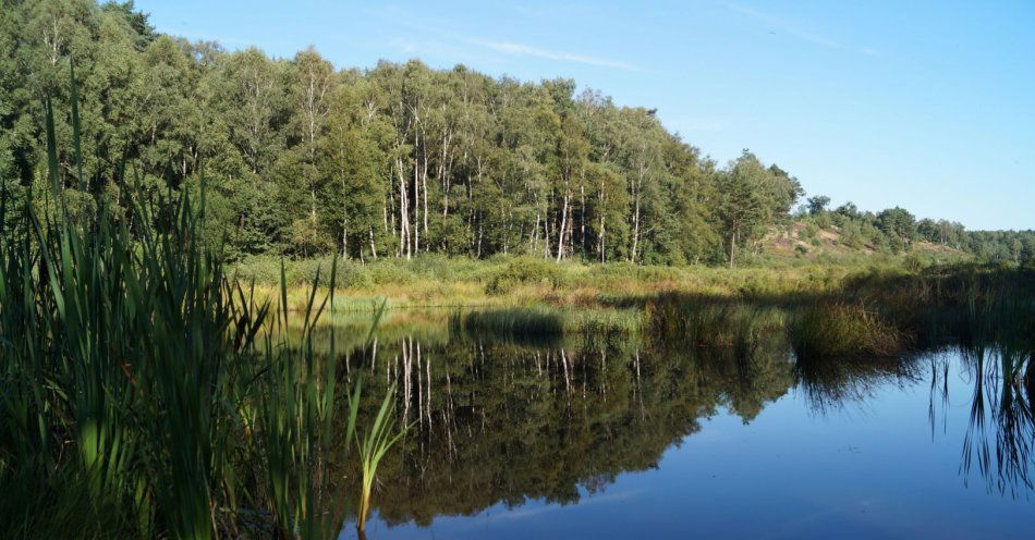 zdjęcie: Zaczynają się konsultacje społeczne ws. planu zarządzania Puszczą Białowieską jako dziedzictwem UNESCO / v3102361