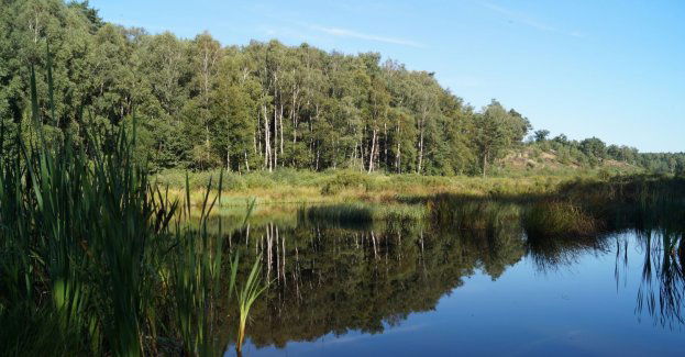 Zaczynają się konsultacje społeczne ws. planu zarządzania Puszczą Białowieską jako dziedzictwem UNESCO