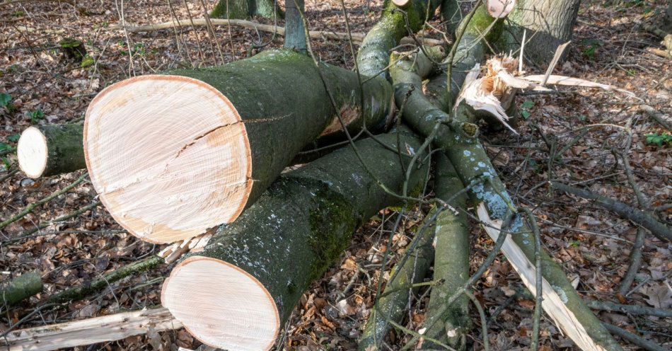 zdjęcie: Wycięto ok. 30 prawie stuletnich tuj w Parku Planty / v7422981