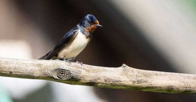 Mężczyzna skazany za zniszczenie gniazda jaskółek; to pierwszy taki wyrok w Polsce