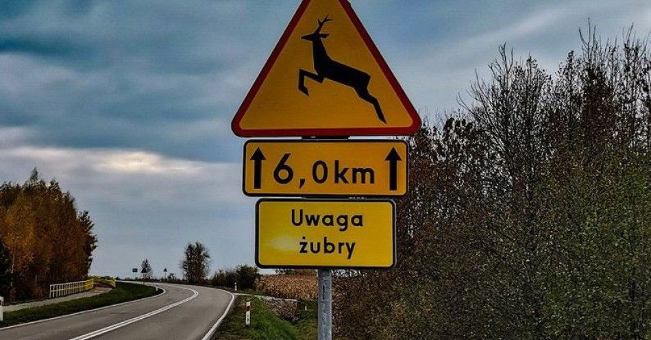 zdjęcie: Żubr ponownie spowodował kolizję w powiecie hajnowskim / fot. KPP Hajnówka