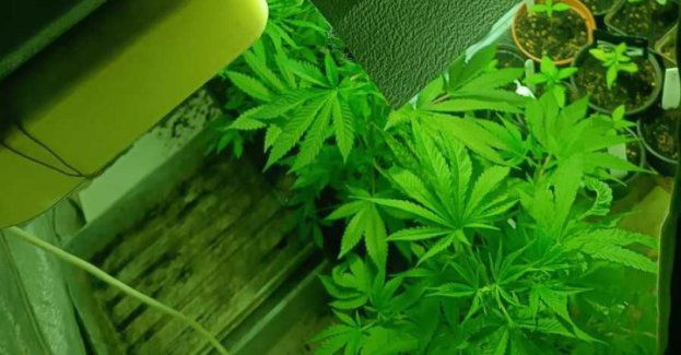 Kolejne skuteczne uderzenie kłodzkich policjantów w biznes narkotykowy