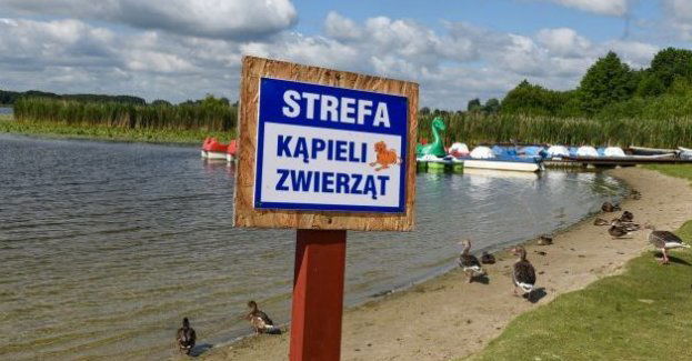 Grudziądzkie plaże otwarte dla psów