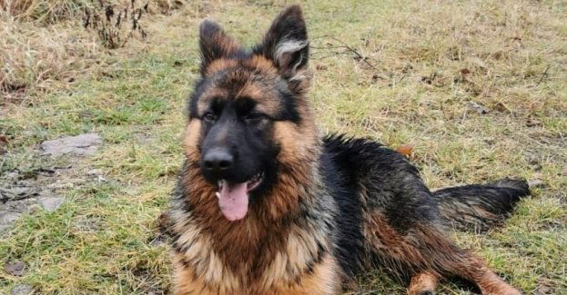 Twój pies – twoja odpowiedzialność