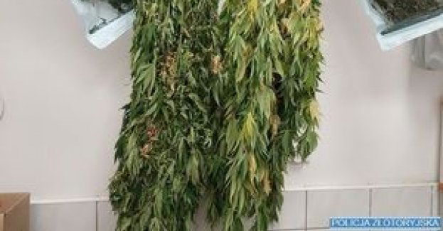 Mężczyzna z zarzutami uprawy konopi oraz kradzieży elementów dachu o wartości około 15 tysięcy złotych