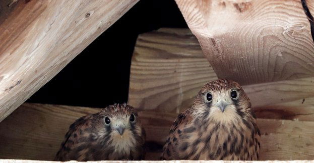 Lęgi sokołów wędrownych; zamknięte trasy wspinaczkowe na Kościelcu, Kazalnicy i Galerii Cubryńskiej