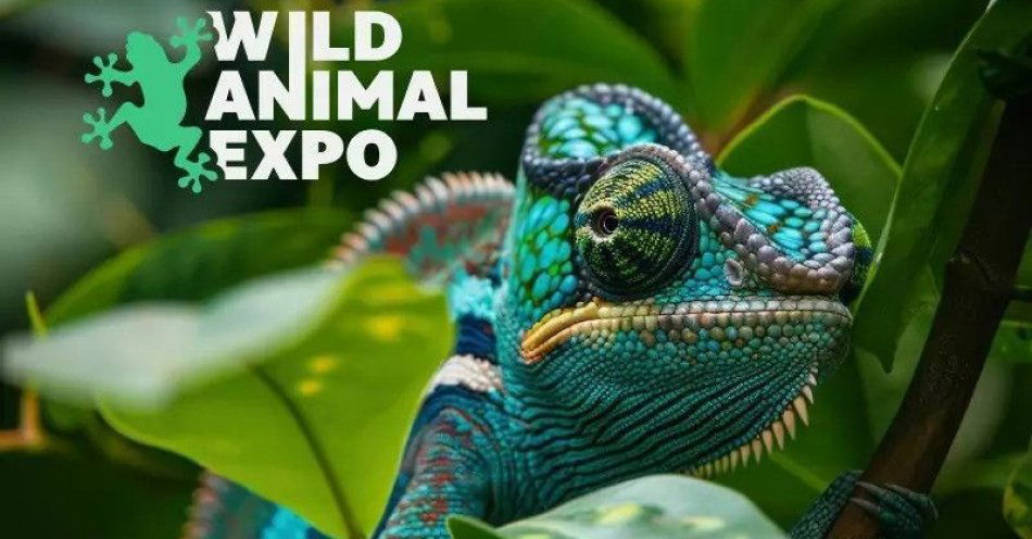 zdjęcie: Wild Animal Expo - Festiwal Zwierząt Egzotycznych w Szczecinie! / kupbilecik24.pl / Wild Animal Expo - Festiwal Zwierząt Egzotycznych w Szczecinie!