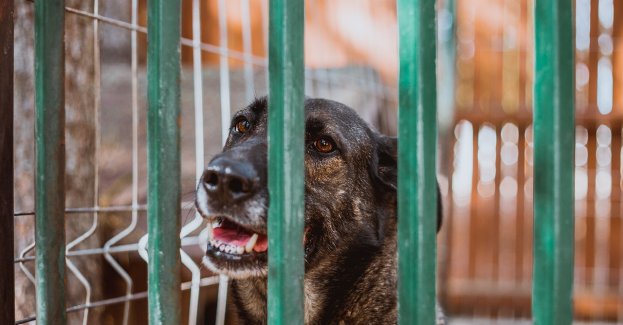 Oświęcim na billboardach promuje schronisko dla zwierząt