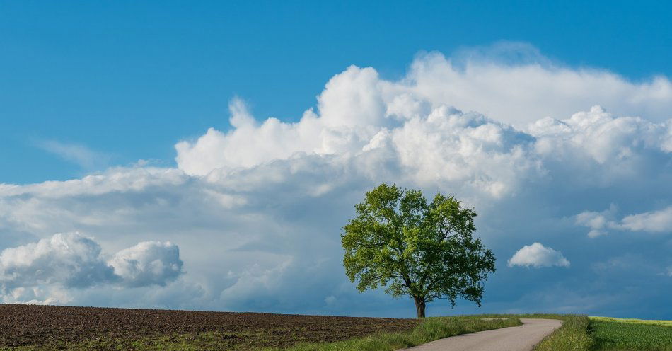 zdjęcie: Po kolizji z drzewem obaj podróżujący nie przyznawali się do kierowania autem / pixabay/6394751