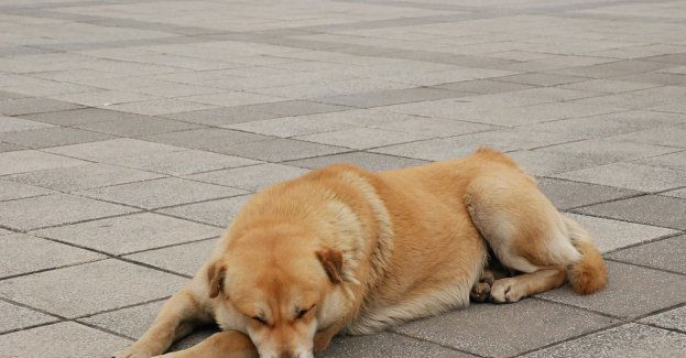 Opieka dla bezdomnych zwierząt