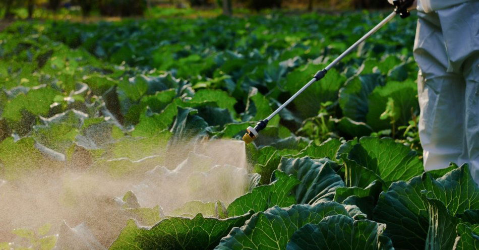zdjęcie: 11 ton nielegalnych pestycydów o wartości 6 mln zł w gospodarstwie rolnym w pow. grójeckim / v5324209