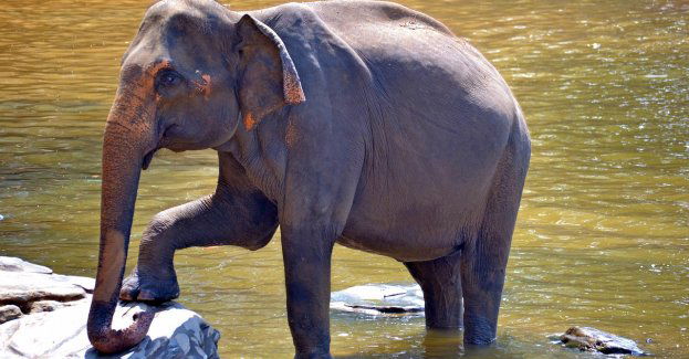 Stu zwiedzających będzie mogło spędzić noc w Orientarium