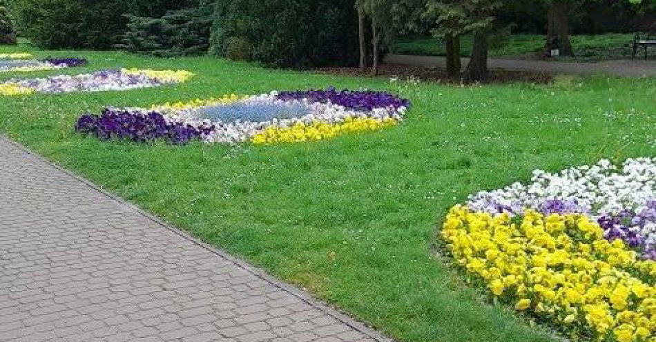 zdjęcie: Bratki dla mieszkańców / fot. UM Grudziądz