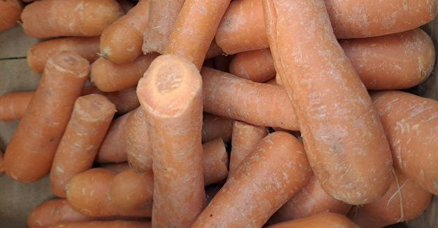 Ukradł blisko 50 kg marchewki