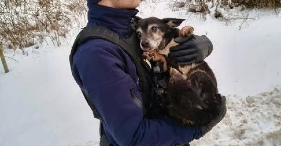 zdjęcie: Policjant ze Władysławowa uratował niewidomego psa z kanału / fot. KPP w Pucku