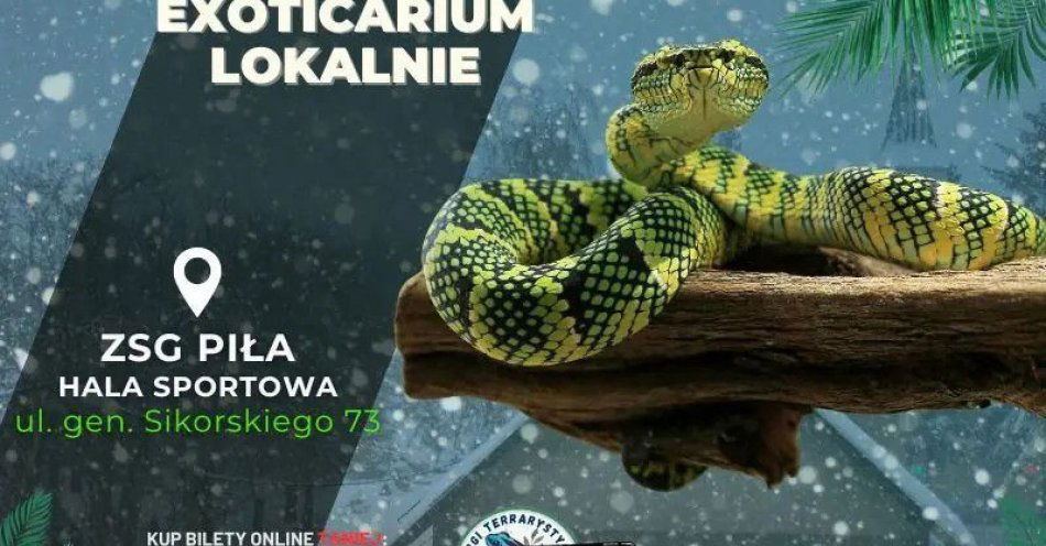 zdjęcie: EXOTICARIUM LOKALNIE Targi Terrarystyczne Piła dwudniowe 24-25 stycznia / kupbilecik24.pl / EXOTICARIUM LOKALNIE Targi Terrarystyczne Piła dwudniowe 24-25 stycznia