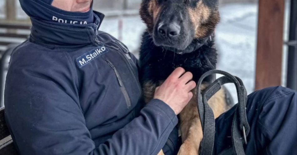 zdjęcie: Policyjny pies Orys odnalazł kobietę w kryzysie / fot. KPP w Policach
