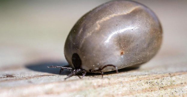 Naukowcy z UWM badają bakterie, które przenoszone przez kleszcze wywołują neoerlichiozę