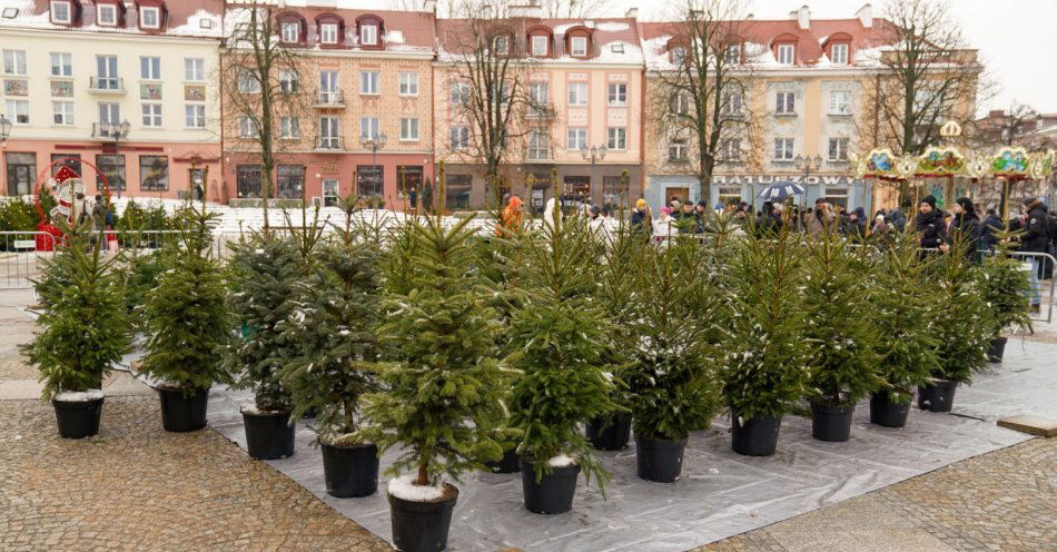 zdjęcie: Choinki dla białostoczan / fot. nadesłane