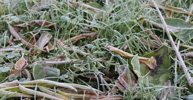 Ostrzeżenie przed nocnymi i porannymi przymrozkami w większej części regionu