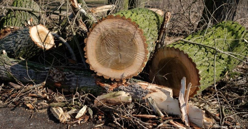zdjęcie: Strach przed przyrodą sprawia, że ją niszczymy; szybko tracimy bioróżnorodność / fot. PAP