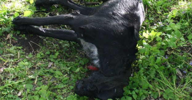 Poszukujemy właściciela psa