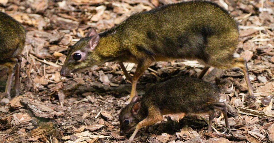 zdjęcie: Nowy mieszkaniec Warszawskiego ZOO - na świat przyszedł kanczyl jawajski / fot. nadesłane