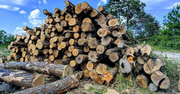 Zmarł 42-latek przygnieciony przez drzewo