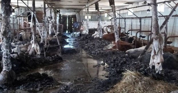 Zarzuty dla 38-latka za znęcanie się nad zwierzętami