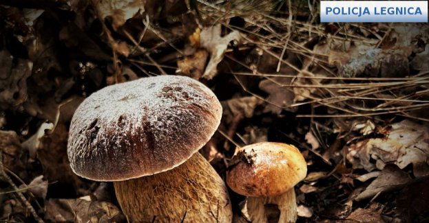 Cenne wskazówki dla amatorów grzybobrania
