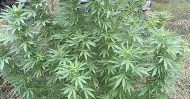 Trzy krzewy konopi za stodołą. Mężczyzna w wieku 32 lat odpowie