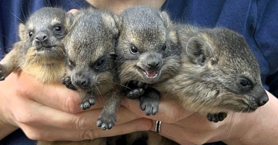 zdjęcie: Nowi mieszkańcy Warszawskiego ZOO - narodziny góralek skalnych / fot. nadesłane