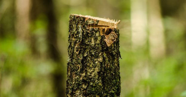 Ekolodzy alarmują, że pod miastem doszło do nielegalnej wycinki drzew