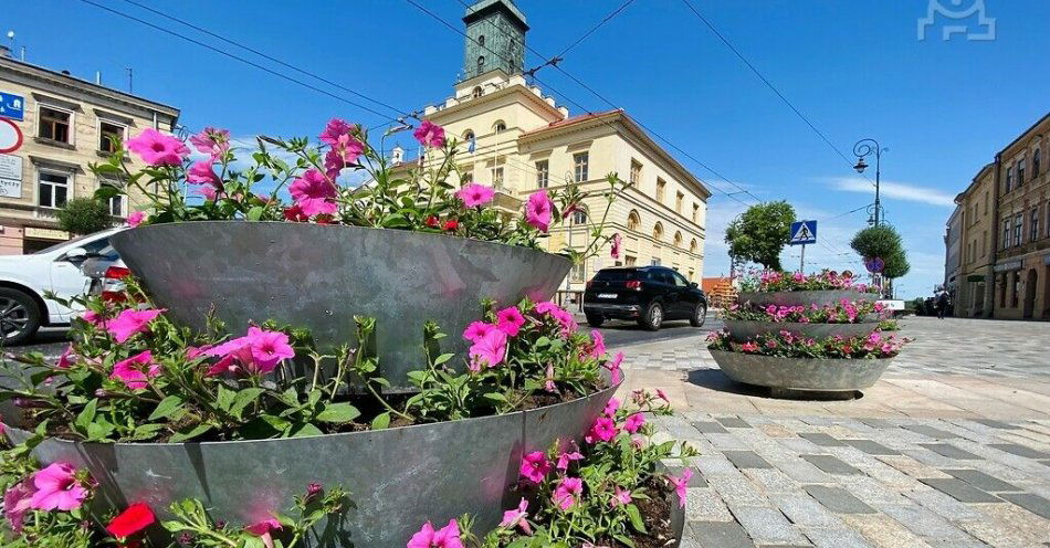 zdjęcie: Supertunie opanowały centrum Lublina! / fot. UM Lublin / Kwitnące na fioletowo petunie w kwietniku kaskadowym, w tle lubelski Ratusz